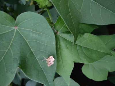 Tobacco Caterpillar - Cotton