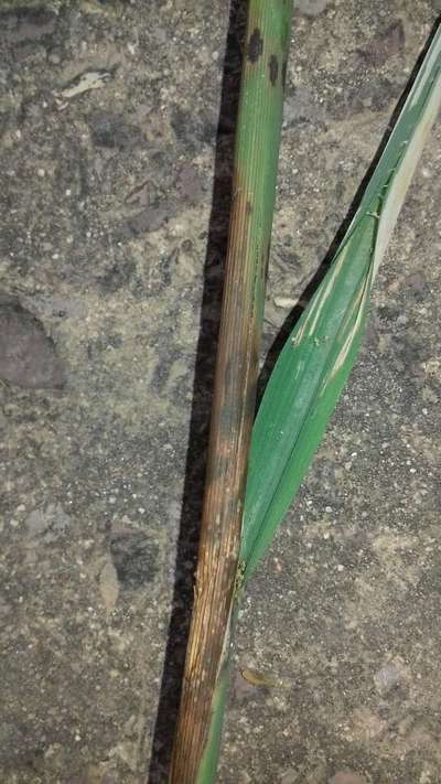 Sheath Rot of Rice - Rice