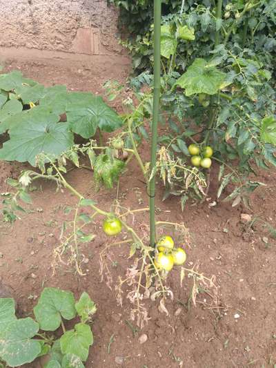 Bacterial Wilt - Tomato