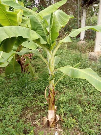 போரான் பற்றாக்குறை - வாழைப் பழம்