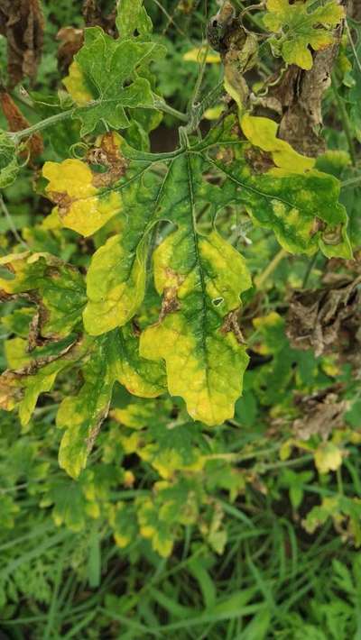 Leaf Blight of Cucurbits - Melon