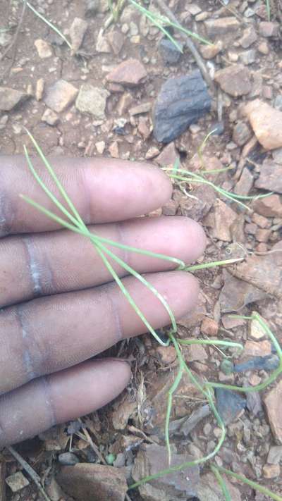ಥ್ರಿಪ್ಸ್ ನುಸಿ - ಈರುಳ್ಳಿ