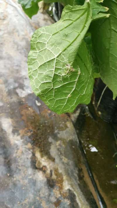 Whiteflies - Cucumber