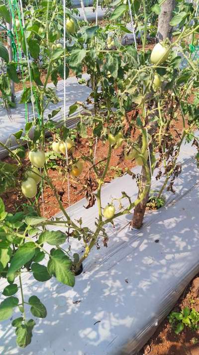 Fusarium Wilt - Tomato