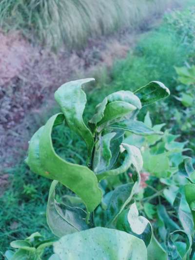 Leaf Miner Flies - Citrus