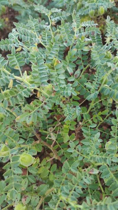 Chickpea Rust - Chickpea & Gram