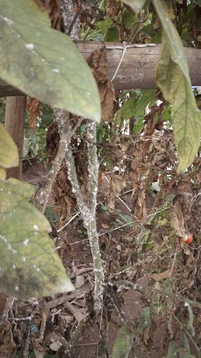 Mealybug - Tomato