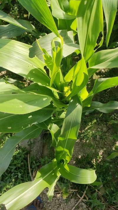 লেদা পোকা - ভুট্টা
