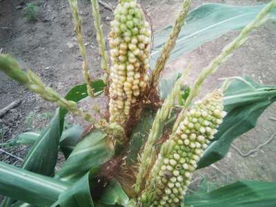 Stink Bugs on Maize, Millet and Sorghum - Maize