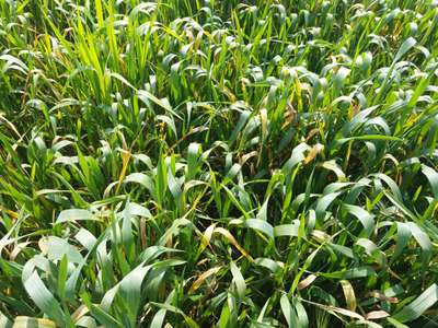 Septoria Tritici Blotch - Wheat