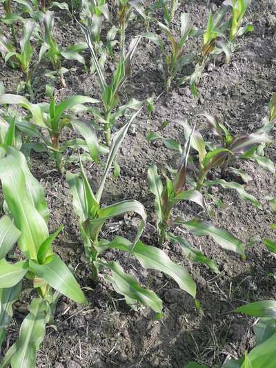 Phosphorus Deficiency - Maize