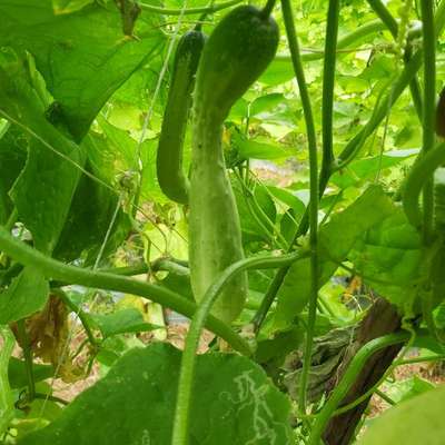 Fusarium Wilt - Cucumber