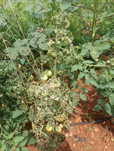 Tomato Late Blight - Tomato