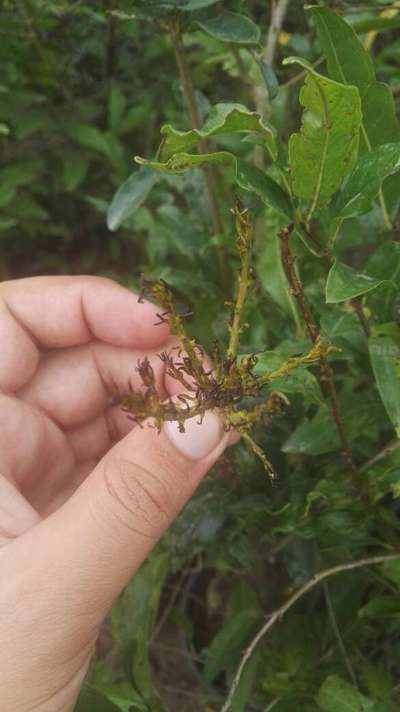 Cercospora Fruit and Leaf Spot - Pomegranate