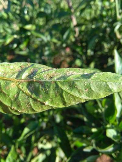 Aphids - Capsicum & Chilli