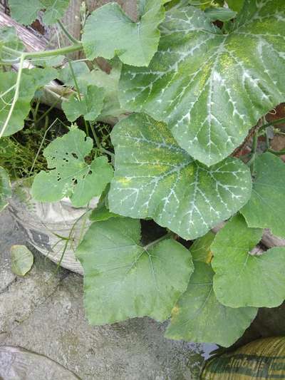 Downy Mildew of Cucurbits - Pumpkin