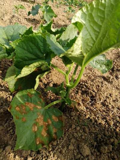 Downy Mildew of Cucurbits - Cucumber