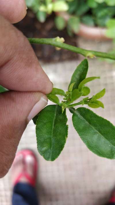 Spider Mites - Citrus