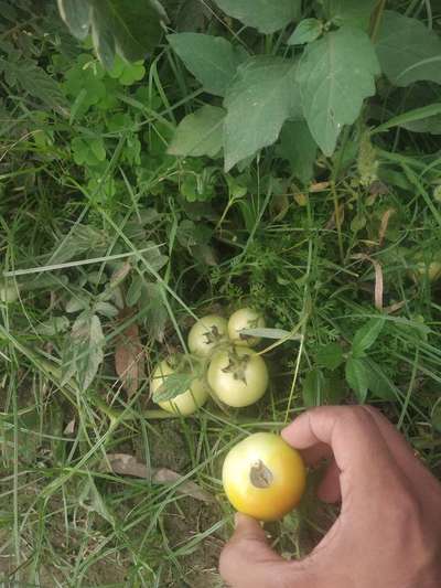 Blossom End Rot - Tomato