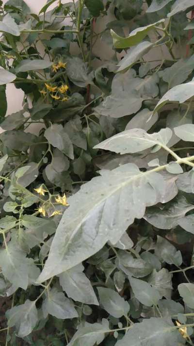 Leaf Miner Flies - Tomato