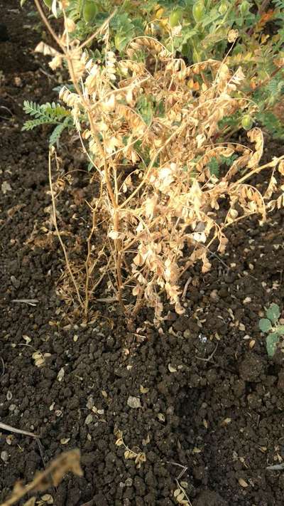 Fusarium Wilt - Chickpea & Gram