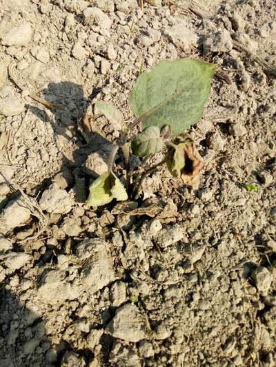 Downy Mildew - Brinjal