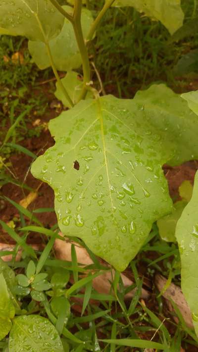 ഫ്ലീ ബീറ്റില്‍ - വഴുതന