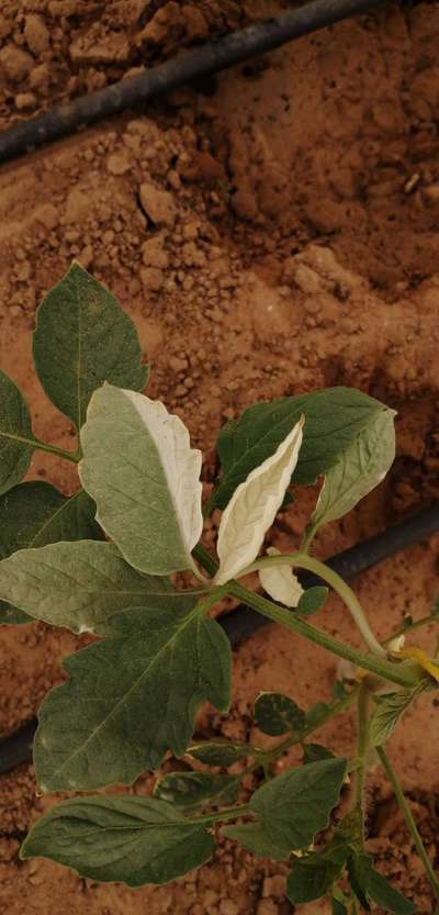 Leaf Variegation - Tomato