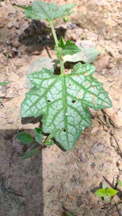 Flea Beetles - Cucumber