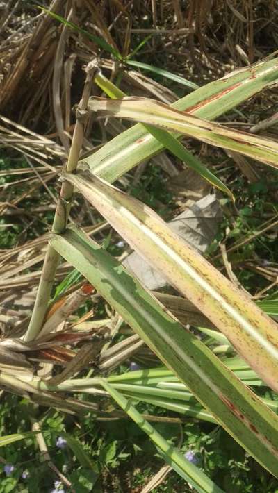 Eyespot of Sugarcane - Sugarcane