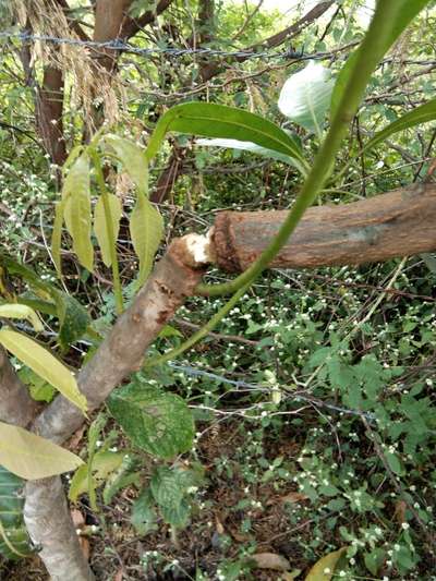 Fruit Tree Bark Beetle - Mango