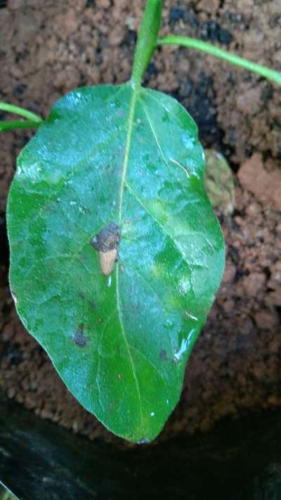 Phomopsis Blight - Brinjal