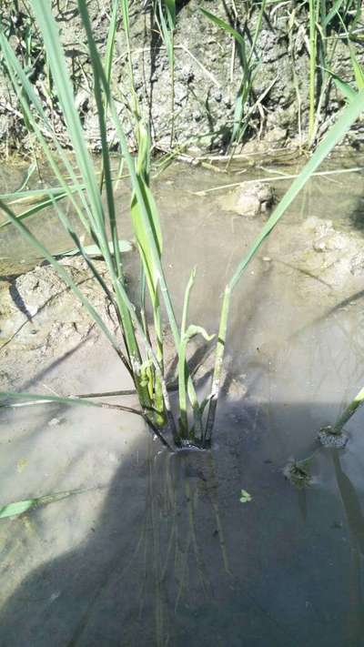 Mealybug - Rice