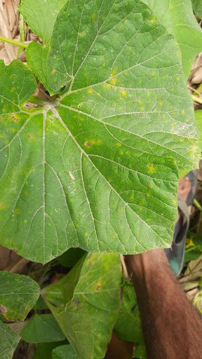 Calcium Deficiency - Pumpkin