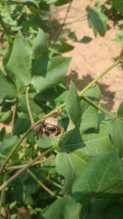 Pink Bollworm - Cotton