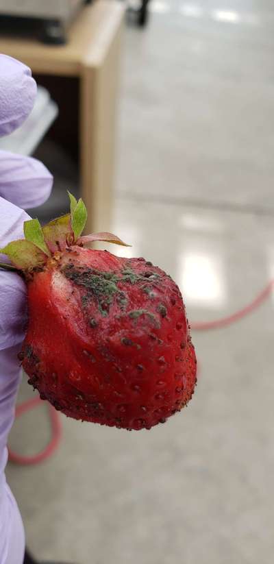 Botrytis Blight - Strawberry