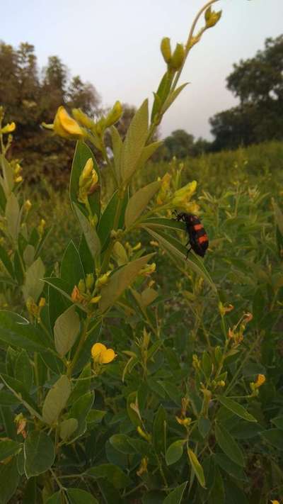 Blister Beetle - కంది పప్పు మరియు ఎర్ర కంది పప్పు