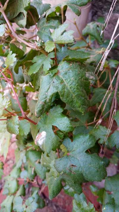 Black Rot of Grape - अंगूर