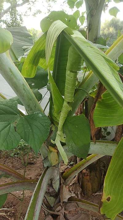 Boron Deficiency - Banana