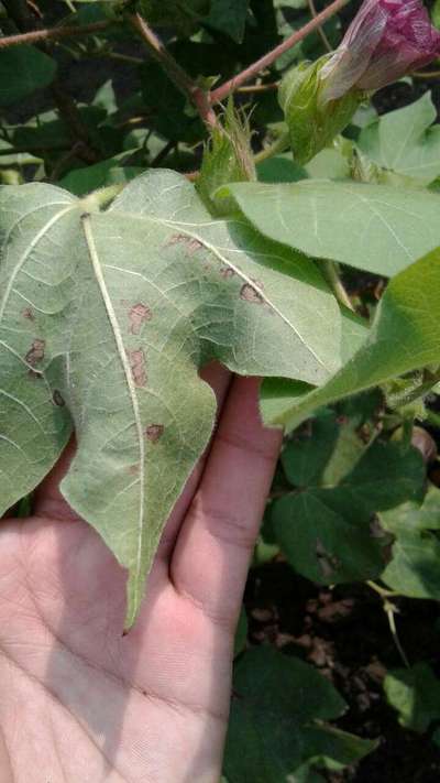 Cotton Leafhopper Jassids - Cotton