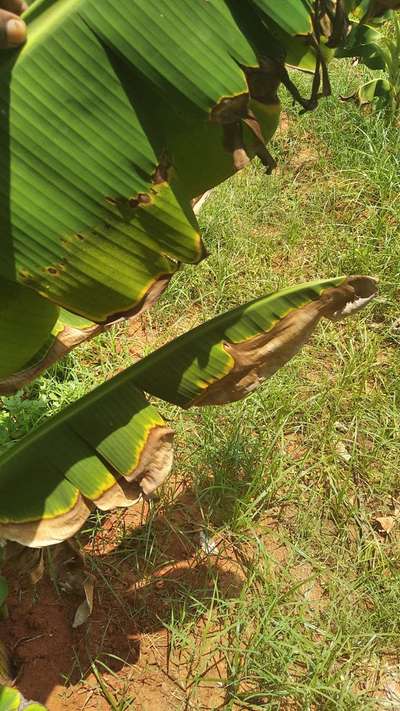 ಬಾಳೆಯ ಎಲೆ ಗುಳ್ಳೆ - ಬಾಳೆಹಣ್ಣು