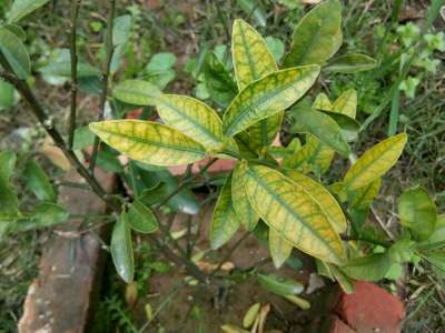 Iron Deficiency - Citrus