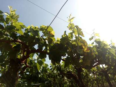 Downy Mildew of Grape - Grape