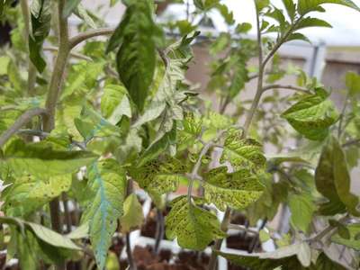 Mancha bacteriana del tomate - Tomate