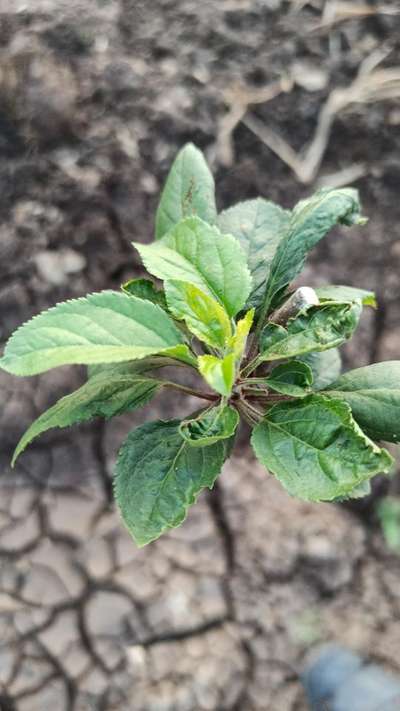 Spider Mites - Apple