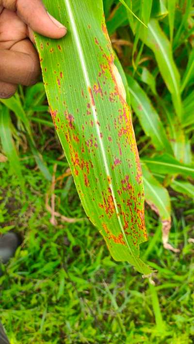 Rust of Sorghum - Sorghum