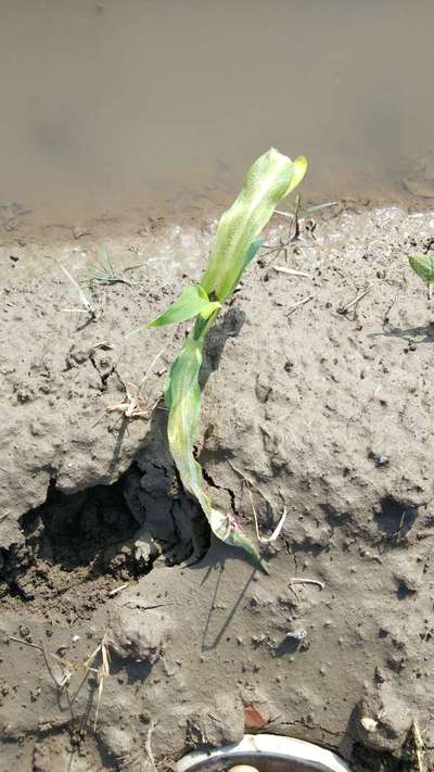 Goss Wilt - Maize