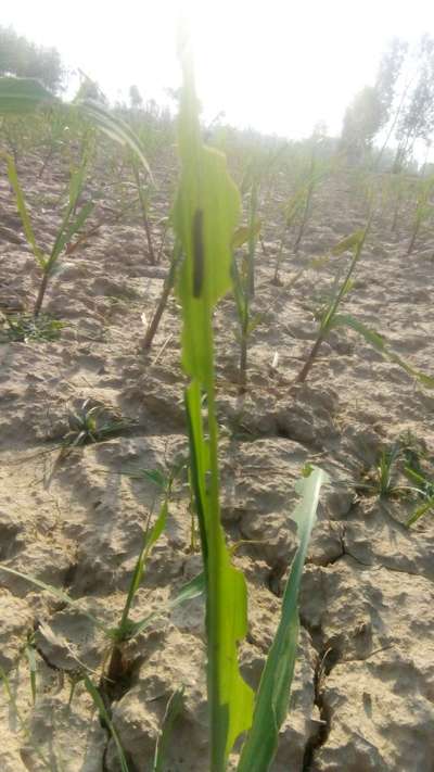 Rice Ear-Cutting Caterpillar - Rice