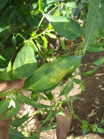 Downy Mildew - Capsicum & Chilli