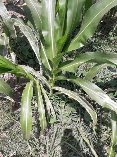 Powdery Mildew - Maize